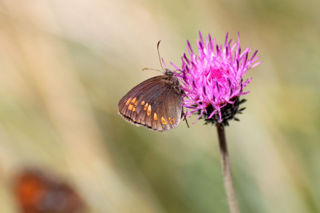 Erebia albergana